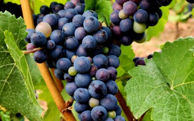 26 Sensational Must-Visit Oregon Wineries in the Willamette Valley