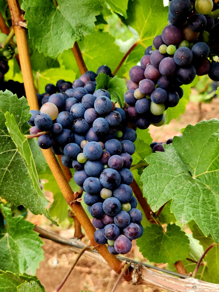 26 Sensational Must-Visit Oregon Wineries in the Willamette Valley 1 Willamette Valley Purpleish blue grapes on the vine nearly ripened.