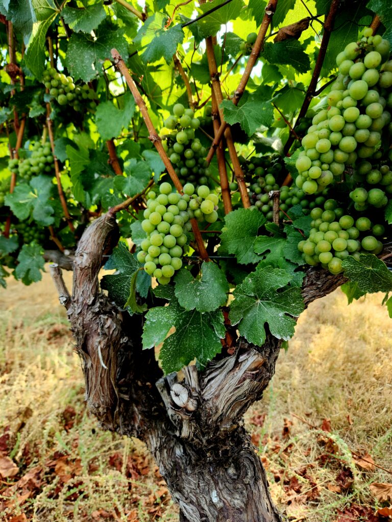 26 Sensational Must-Visit Oregon Wineries in the Willamette Valley 77 Green grapes clusters on the vine, ready for harvest.
