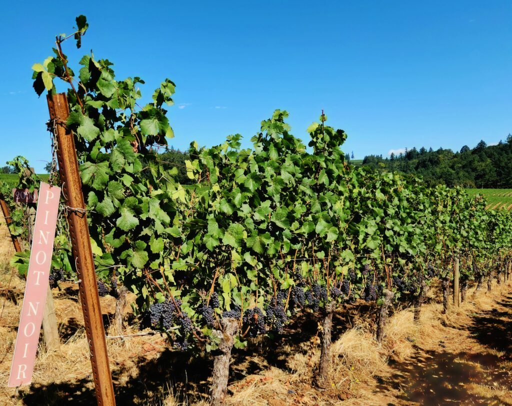 26 Sensational Must-Visit Oregon Wineries in the Willamette Valley 42 Pinot Noir grapes growing in the Sokol Blosser Willamette Valley vineyard.
