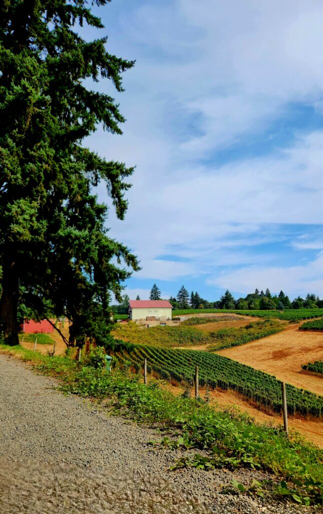 26 Sensational Must-Visit Oregon Wineries in the Willamette Valley 87 Torii Mor vineyard view.