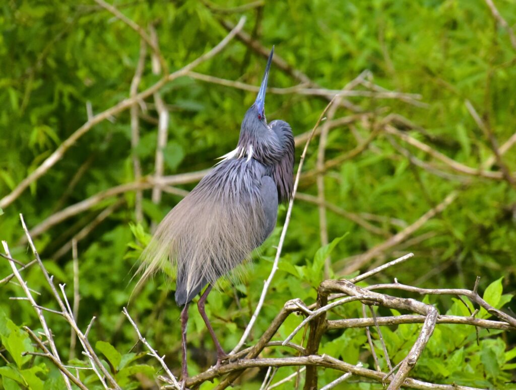 2 Islands, a Lighthouse, & Secret Magic of the Lowcountry 14 A Little Blue Heron in the Cypress Wetlands of the Lowcountry