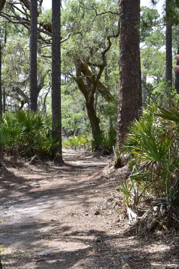 2 Islands, a Lighthouse, & Secret Magic of the Lowcountry 29 A shaded trail winding through the old-growth forest on St. Phillips Island.