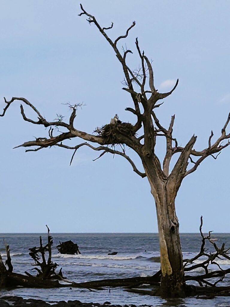2 Islands, a Lighthouse, & Secret Magic of the Lowcountry 24