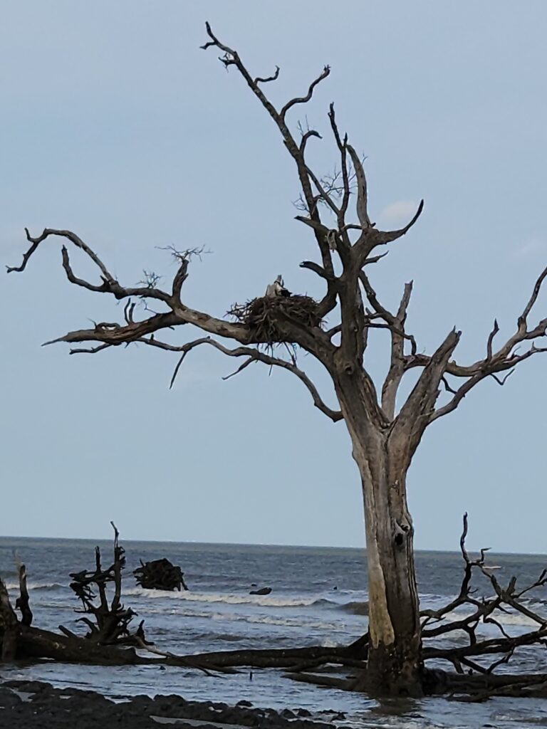 2 Islands, a Lighthouse, & Secret Magic of the Lowcountry 17 A large bird's nest in the top of a dead tree in the edge of the surf.