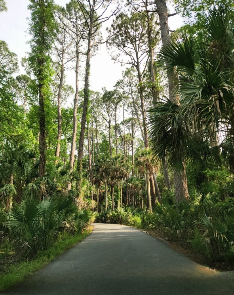 2 Islands, a Lighthouse, & Secret Magic of the Lowcountry 18 Trail through a maritime forest.