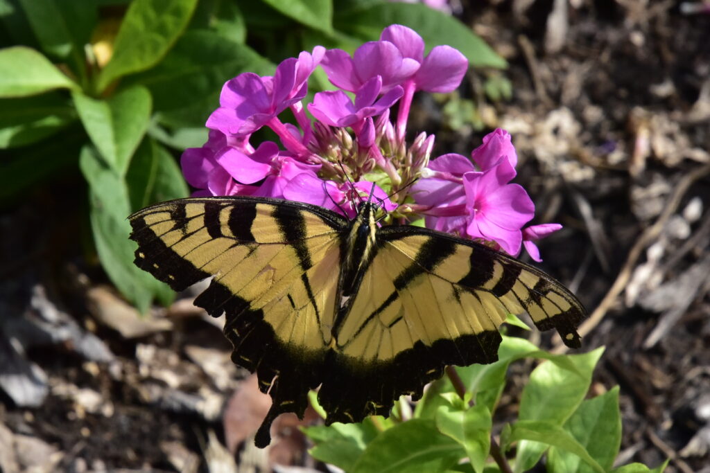 Greensboro: Big, Unexpected Adventures From 1781 Battlefield to Jeansboro 4 A yellow swallowtail butterfly on a purple bloom.