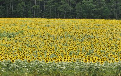 The Ultimate Old 96 District Trip: B&Bs to Battlefields