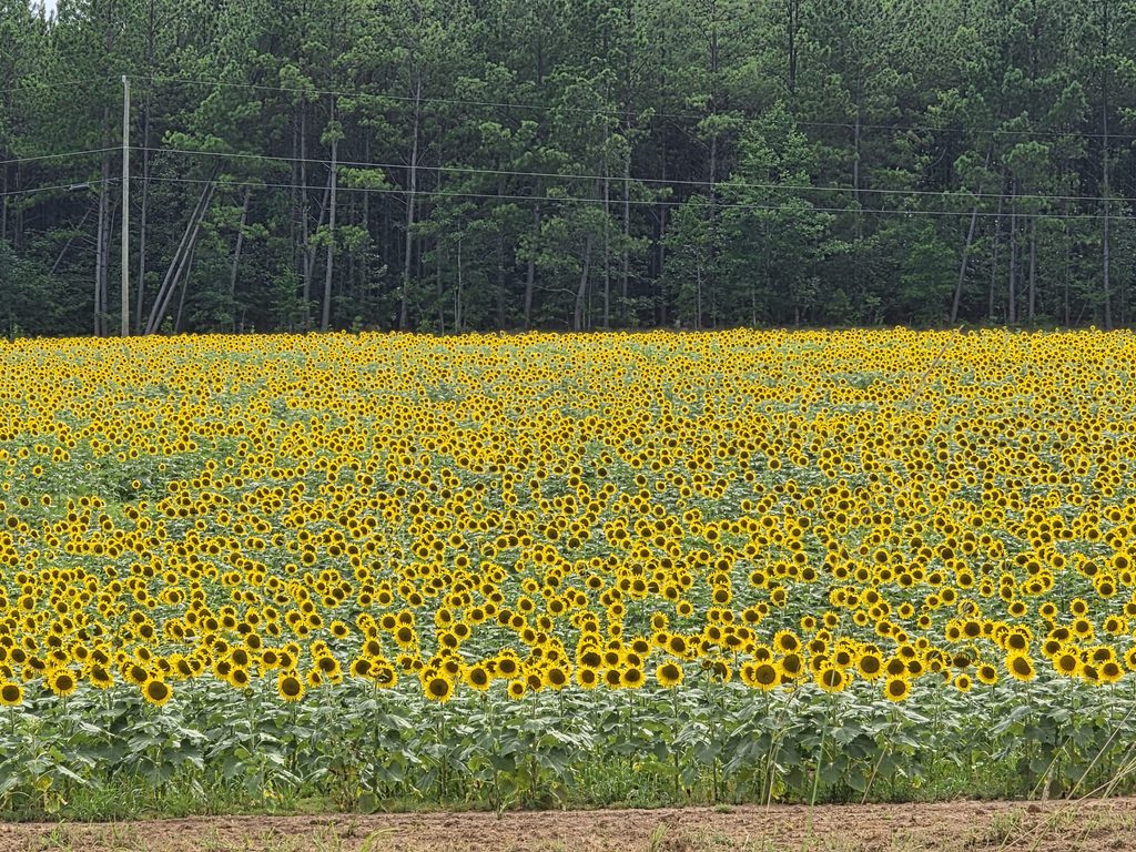 The Ultimate Old 96 District Trip: B&Bs to Battlefields 1 A field of sunflowers along the road in Old 96 District in South Carolina.